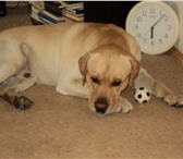 Фотография в Домашние животные Вязка собак Ищем суку лабрадора,для вязки.Кабель-Цвет в Тюмени 0