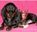 Продается щенок ТАКСЫ гладкошерстной, девочка, черно-подпалого окраса, привита, 6 мес, для дома и 65477  фото в Москве
