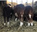 Foto в Домашние животные Другие животные Продаем бычков породы Герефорд (самая лучшая в Магнитогорске 170