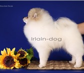 Девочка щенок померанского шпица от Ирлайн-дог 3515645 Померанский шпиц фото в Екатеринбурге