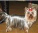 Фотография в Домашние животные Вязка собак Йоркширский терьер Кох-и-Нор-Крош-Каприз, в Рыбинске 5 000
