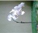 Фотография в Домашние животные Растения Продам Архидею (Фаленопсис), Азалию в Уфе 500