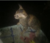 Продам котят донского сфинкса Чудесные малыши-карандаши 174560  фото в Челябинске