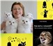 Фото в Домашние животные Услуги для животных Коррекция поведения кошек. - Ваш кот не ходит в Москве 1 000