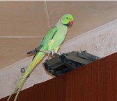 Изображение в Домашние животные Птички Продаются ожереловые попугаи возраст десять в Иркутске 0