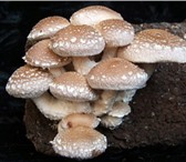 Фото в Домашние животные Растения Шиитаке – вкусный целебный гриб. Научиться в Орле 2 100