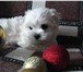 Кукольные щеночки мальтезе 3842990 Мальтийская болонка фото в Москве