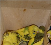 Изображение в Домашние животные Птички Продам птенцов волнистого попугая.1 месяц.Здоровенькие.Отлично в Красноярске 1 000