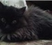 Изображение в Домашние животные Другие животные отдам кота,которому 1год 4 месяца.он очень в Москве 0
