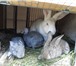 Foto в Домашние животные Грызуны Продам молодняк кроликов.Порода- белый великан,шиншилла,фландер,бабочка в Москве 500