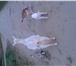 Foto в Домашние животные Другие животные Продам козлят рождённых 10 апреля (2 козочки в Рязани 3 000