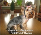 Foto в Домашние животные Услуги для животных Профессиональная стрижка собак и кошек на в Санкт-Петербурге 2 000