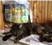 Изображение в Домашние животные Отдам даром Вынуждены отдать кота 13 лет от роду по кличке в Тамбове 0