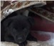 Щенки от сторожевой собаки 3812119 Австралийская пастушья собака фото в Барнауле