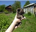 Фото в Домашние животные Отдам даром Отдам в добрые руки щенков дворняжки, будут в Прокопьевске 0