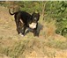 Foto в Домашние животные Вязка собак Стаффордширский терьер для вязки чёрный окрас.Очень в Челябинске 0