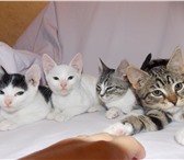 Изображение в Домашние животные Отдам даром Котята 2 месяца, белые- котики, серый и коричневый в Лиски 0
