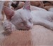 Отдам в добрые руки , умного, ласкового белого котенка (кот), возраст 2 месяца, Не прихотлив в 69113  фото в Ростове-на-Дону