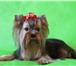 Изображение в Домашние животные Вязка собак Для племенного разведения, два мини мальчика в Москве 5 000