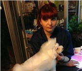 Foto в Домашние животные Стрижка собак Стрижкой собак и кошек в Барнауле занимаются в Барнауле 1 200