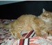 Фото в  Отдам даром-приму в дар Вальяжный шикарный рыжий кот Ларри ищет своего в Саратове 0