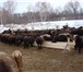 Foto в Домашние животные Другие животные продам или обменяю породистых овец,матки в Омске 1 000