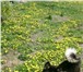 Фото в Домашние животные Вязка собак Порода хаски, возраст 1,5 года. в Челябинске 10