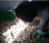 Отдам Даром в Добрые Руки 4419651 Сибирская фото в Севастополь