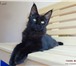 Котята породы мейн-кун с яркими породными данными 1417188 Мейн-кун фото в Самаре