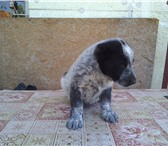 Продам щенков алабая САО, 4082968 Среднеазиатская овчарка фото в Севастополь