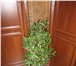 Фото в Домашние животные Растения Растения – деревца: комнатные ( тропические в Магнитогорске 100