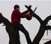 Фото в Строительство и ремонт Другие строительные услуги Профессиональный спил и обрезка деревьев. в Ростове-на-Дону 1 000
