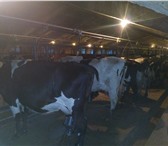 Фото в Недвижимость Разное Продаётся животноводческая ферма в хорошем в Самаре 0