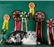 Изображение в Домашние животные Вязка Питомник шотландских кошек Fiery Crystal в Москве 6 000