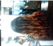 Фото в Красота и здоровье Салоны красоты Прически,стрижки, окрашивание волос( мелирование, в Пензе 800