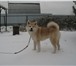 Фотография в Домашние животные Вязка собак Предлагается для вязки кобель акита инуПараметры:родословная в Москве 25 000