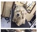 Фотография в Домашние животные Услуги для животных Грумминг услуги дипломированного мастера в Москве 1 500