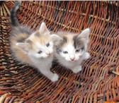 Фотография в Домашние животные Отдам даром Очаровательные котята ищут дом и любящих в Энгельсе 0