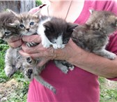 Фотография в Домашние животные Отдам даром Родились 4 очаровательных котенка, окрас в Челябинске 1