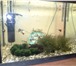 Фотография в Домашние животные Рыбки Продается аквариум на 100 литров. Состояние в Москве 5 000