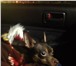 Фотография в Домашние животные Вязка собак Красивый гладкошерстный той-терьер ищет невесту. в Красноярске 1 000
