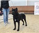 Foto в Домашние животные Вязка собак Предлагается для вязки шикарный кобель Итальянского в Москве 1