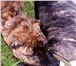 Фотография в Домашние животные Вязка собак Великолепный кабель Американского ПитБуль в Красноярске 0