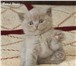 Британские плюшавые котята 1937555 Британская короткошерстная фото в Барнауле