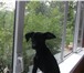 Изображение в Домашние животные Вязка собак ищем подружку для случки с той-терьером в в Саяногорск 2 000