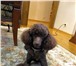Фотография в Домашние животные Вязка собак Ищем девочку для той-пуделя шоколадного цвета, в Красноярске 0