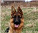 Сука 8 мес, 1262725 Немецкая овчарка фото в Краснодаре