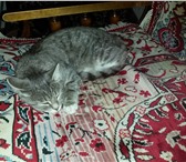 Foto в Домашние животные Найденные Кошка 7-8 месяцев, нашли на улице. Ласковая, в Тюмени 0