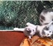 Фото в Домашние животные Отдам даром Отдам котят, 1 месяц, мальчики в Хабаровске 0