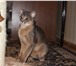Foto в Домашние животные Вязка Молодая абиссинская кошечка ищет кота (опытного) в Белгороде 0
